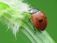 Fünfpunkt Marienkäfer, Coccinella quinquepunctata