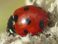 Coccinella algerica