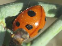Coccinella algerica