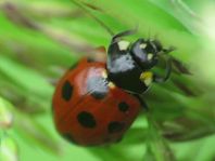 Coccinella undecimpunctata, Elfpunkt-Marienkäfer