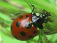 Coccinella undecimpunctata, Elfpunkt-Marienkäfer