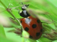 Coccinella undecimpunctata, Elfpunkt-Marienkäfer