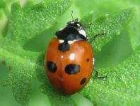 Fünfpunkt Marienkäfer, Coccinella quinquepunctata