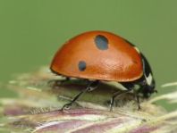 Fünfpunkt Marienkäfer, Coccinella quinquepunctata
