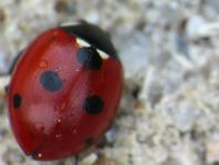 Fünfpunkt Marienkäfer, Coccinella quinquepunctata