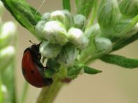 Fünfpunkt Marienkäfer, Coccinella quinquepunctata