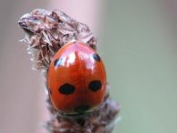 Coccinella magnifica, Ameisen-Siebenpunkt-Marienkäfer