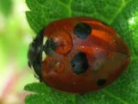 Fünfpunkt Marienkäfer, Coccinella quinquepunctata