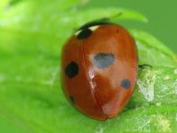Fünfpunkt Marienkäfer, Coccinella quinquepunctata