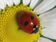 Fünfpunkt Marienkäfer, Coccinella quinquepunctata