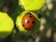 Fünfpunkt Marienkäfer, Coccinella quinquepunctata