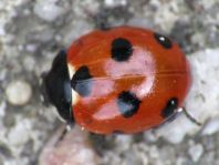 Coccinella magnifica, Ameisen-Siebenpunkt-Marienkäfer