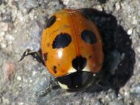 Coccinella magnifica, Ameisen-Siebenpunkt-Marienkäfer