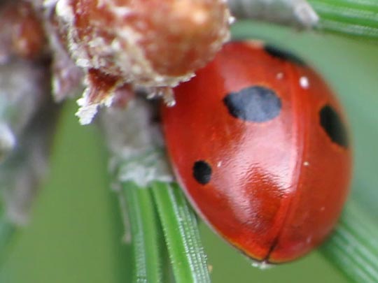 Fünfpunkt Marienkäfer, Coccinella quinquepunctata