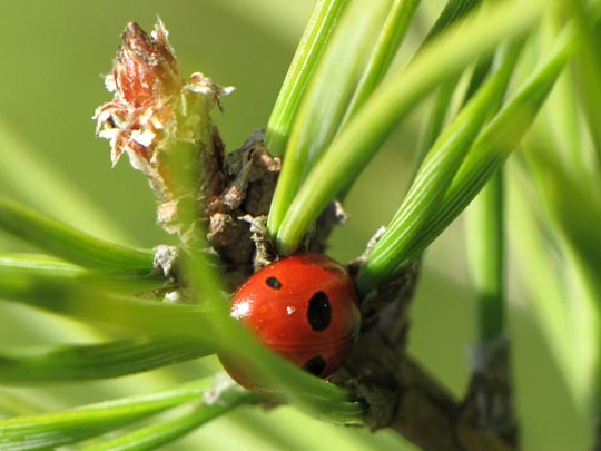 Fünfpunkt Marienkäfer, Coccinella quinquepunctata