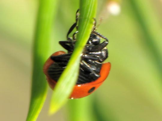 Fünfpunkt Marienkäfer, Coccinella quinquepunctata