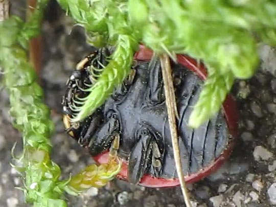 Coccinella magnifica, Ameisen-Siebenpunkt-Marienkäfer