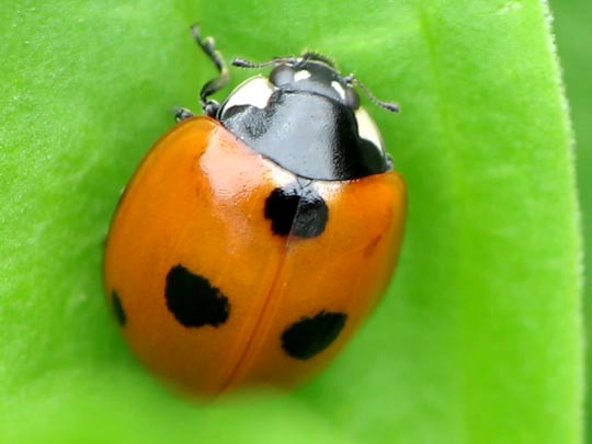 Fünfpunkt Marienkäfer, Coccinella quinquepunctata