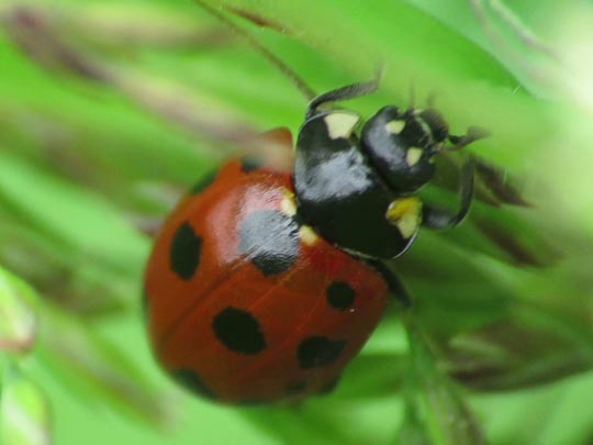 Coccinella undecimpunctata, Elfpunkt-Marienkäfer
