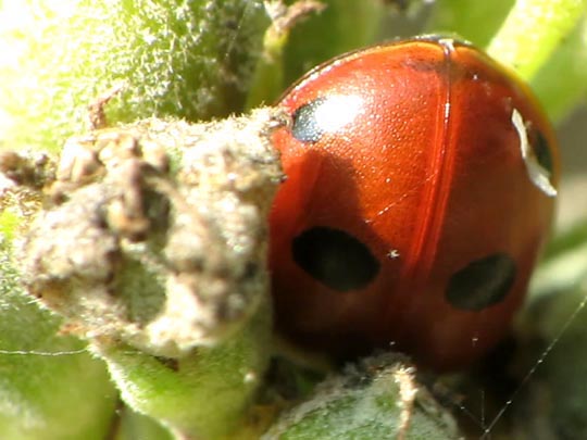 Fünfpunkt Marienkäfer, Coccinella quinquepunctata