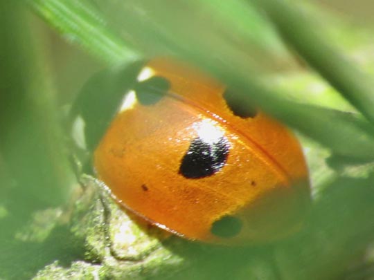 Fünfpunkt Marienkäfer, Coccinella quinquepunctata