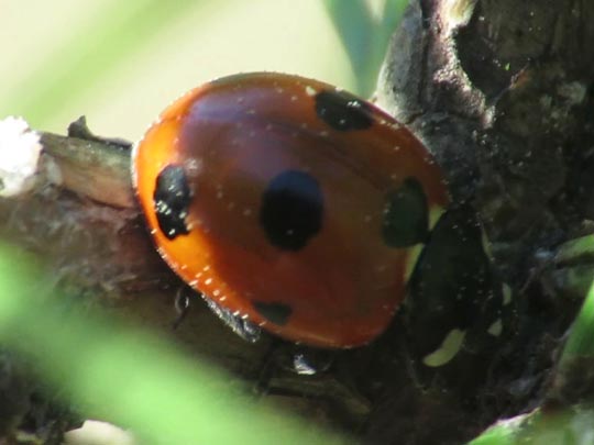 Coccinella magnifica, Ameisen-Siebenpunkt-Marienkäfer