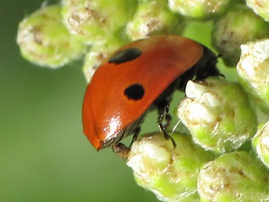 Fünfpunkt Marienkäfer, Coccinella quinquepunctata