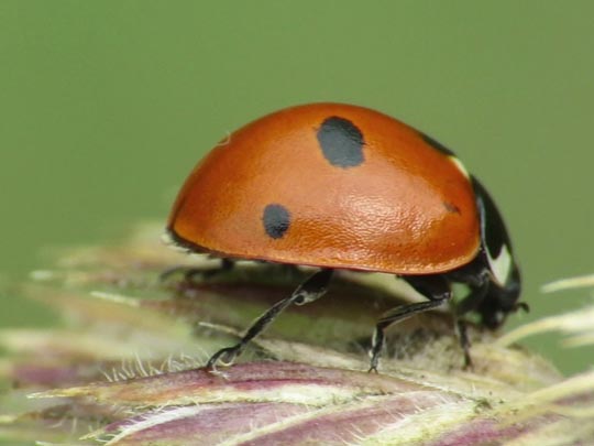 Fünfpunkt Marienkäfer, Coccinella quinquepunctata