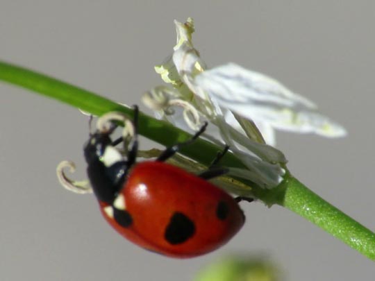 Fünfpunkt Marienkäfer, Coccinella quinquepunctata