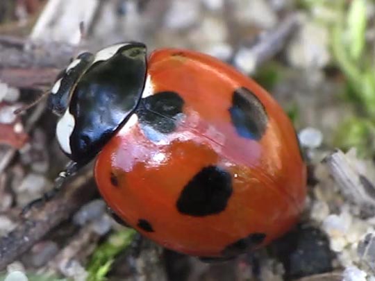 Coccinella magnifica, Ameisen-Siebenpunkt-Marienkäfer