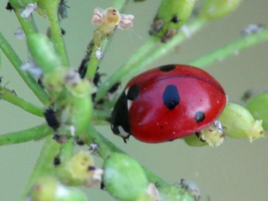 Fünfpunkt Marienkäfer, Coccinella quinquepunctata