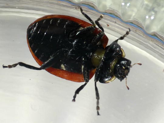 Coccinella magnifica, Ameisen-Siebenpunkt-Marienkäfer