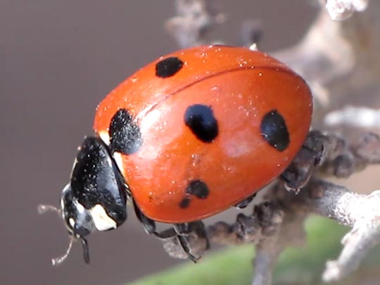 Coccinella algerica