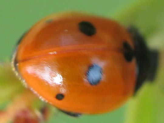 Fünfpunkt Marienkäfer, Coccinella quinquepunctata