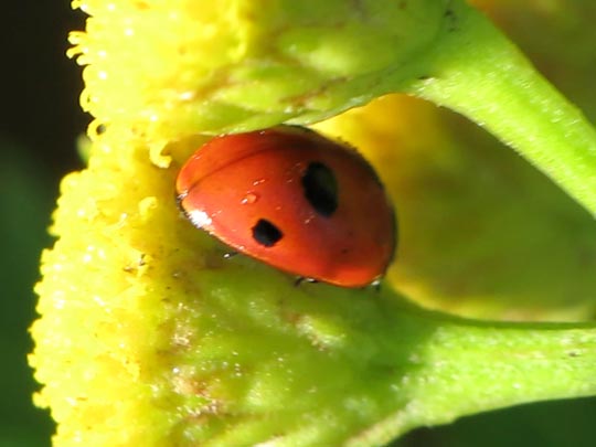 Fünfpunkt Marienkäfer, Coccinella quinquepunctata
