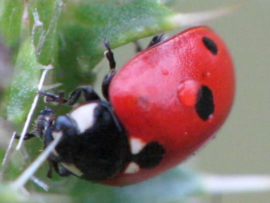 Fünfpunkt Marienkäfer, Coccinella quinquepunctata