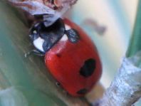 Fünfpunkt Marienkäfer, Coccinella quinquepunctata