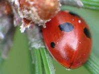 Fünfpunkt Marienkäfer, Coccinella quinquepunctata