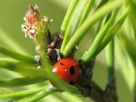 Fünfpunkt Marienkäfer, Coccinella quinquepunctata