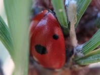 Fünfpunkt Marienkäfer, Coccinella quinquepunctata