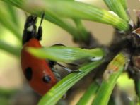 Fünfpunkt Marienkäfer, Coccinella quinquepunctata