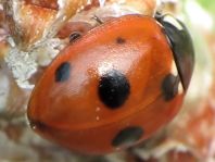 Fünfpunkt Marienkäfer, Coccinella quinquepunctata