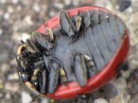Coccinella magnifica, Ameisen-Siebenpunkt-Marienkäfer