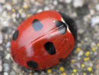 Coccinella magnifica, Ameisen-Siebenpunkt-Marienkäfer