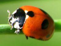 Fünfpunkt Marienkäfer, Coccinella quinquepunctata