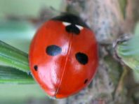 Fünfpunkt Marienkäfer, Coccinella quinquepunctata