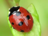 Coccinella magnifica, Ameisen-Siebenpunkt-Marienkäfer