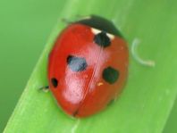 Fünfpunkt Marienkäfer, Coccinella quinquepunctata