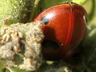 Fünfpunkt Marienkäfer, Coccinella quinquepunctata