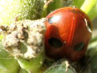 Fünfpunkt Marienkäfer, Coccinella quinquepunctata